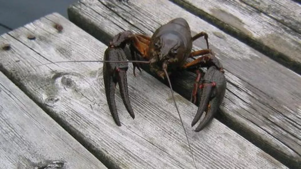 A crayfish crawling on a jetty. Photo.