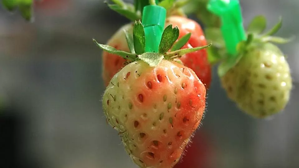 Strawberries. Photo.