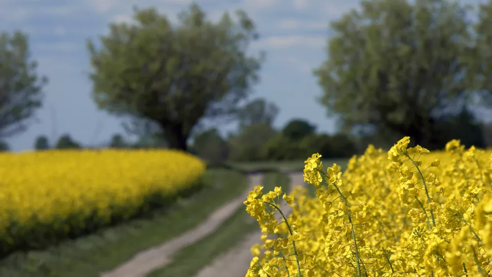 Country road and yellow rapeseed fields. Photo.