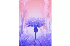 A purple flower on a pink and purple background. Illustration.