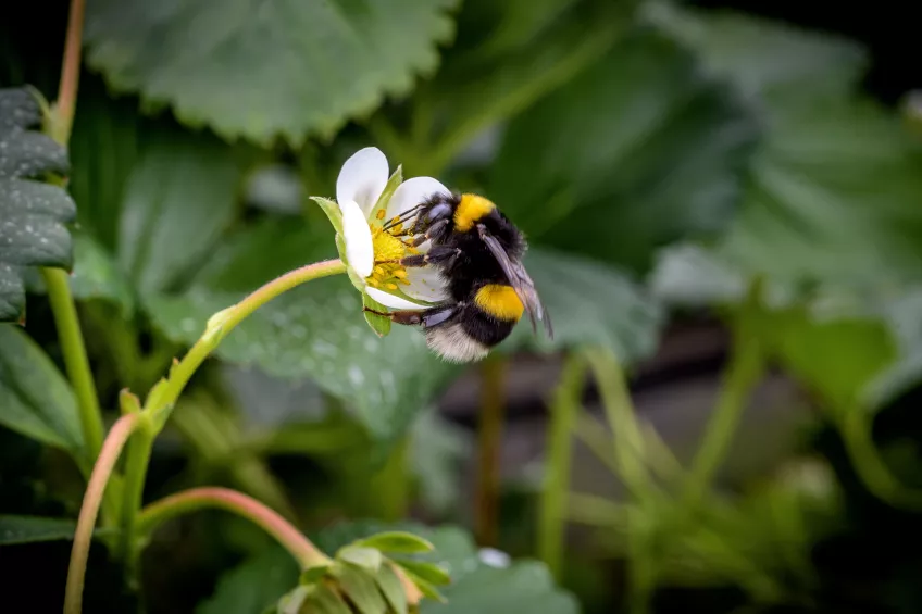 Bumblebee sitting on a strawberry flower. Photo.