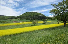 Landscape with flowering rapeseed. Photo.