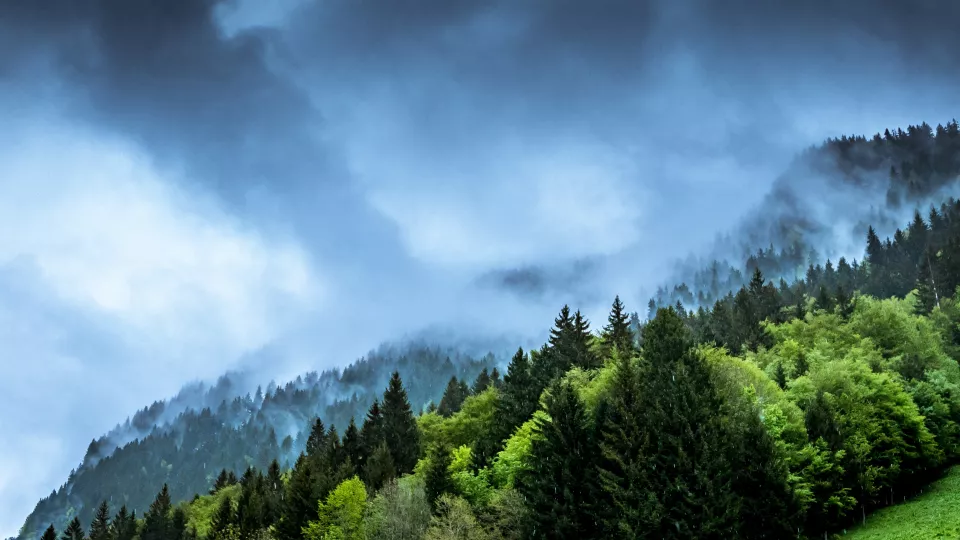 Forest and misty clouds. Photo.