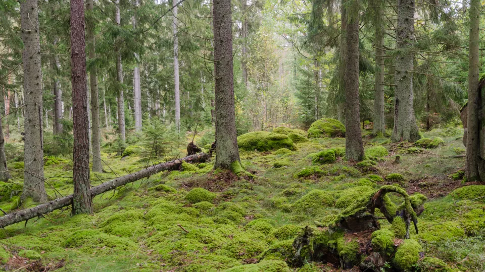 Swedish pine forest. Photo.