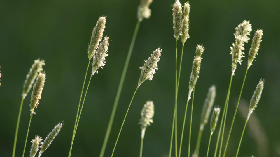Timothy grass. Photo