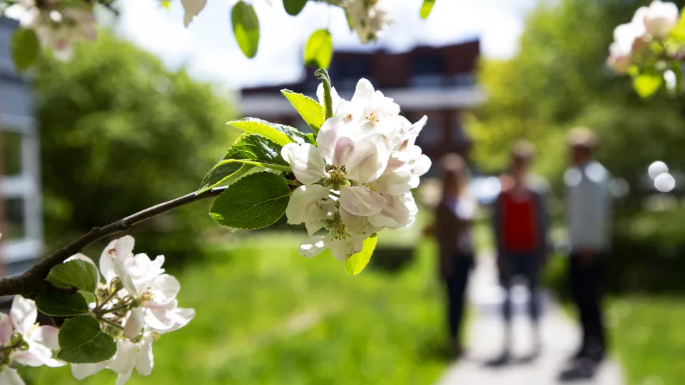 People talk to each other behind flowering trees. Blurred photo.