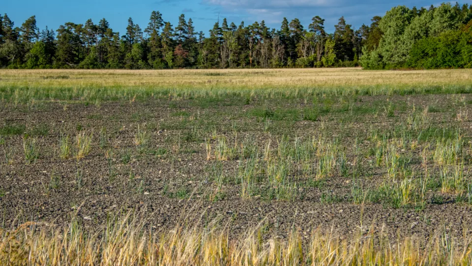 A field at Gotland affected by drought the hot summer of 2018. Photo. 