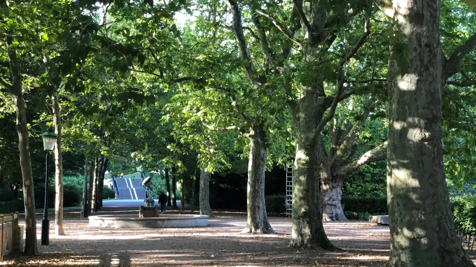 Plane trees in a park in Malmö. Photo.