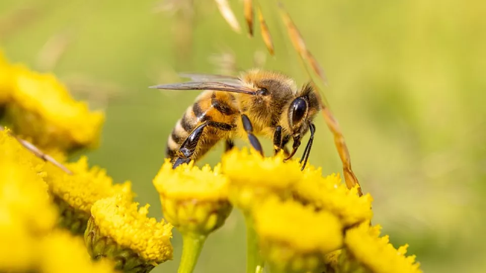 Honey bee on a flower. Photo. 