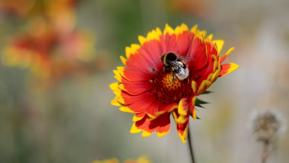 Bumblebee on a red and yellow flower. Photo.