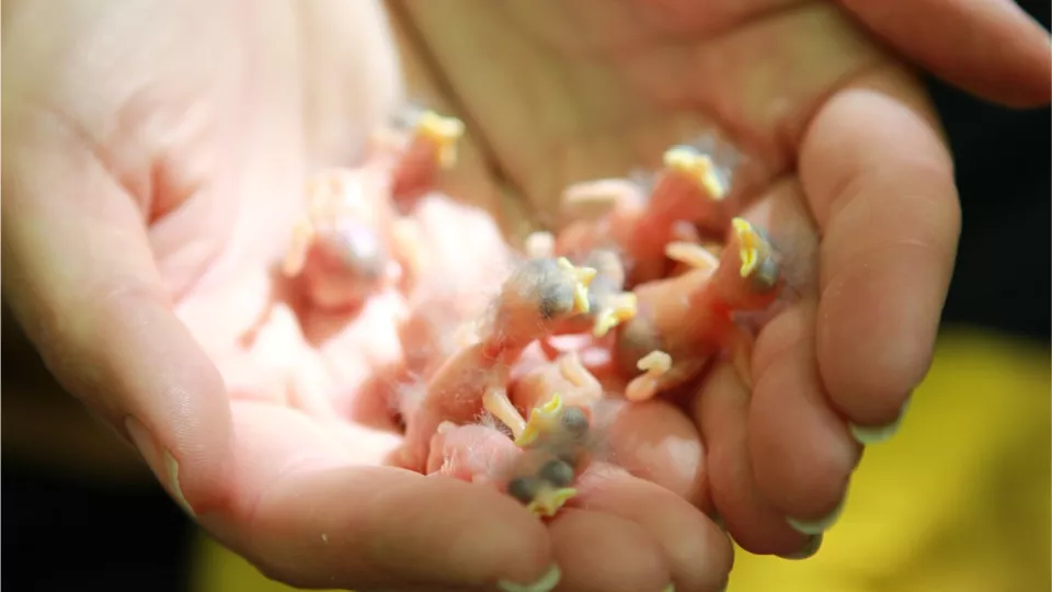 Baby birds in a hand. Photo.