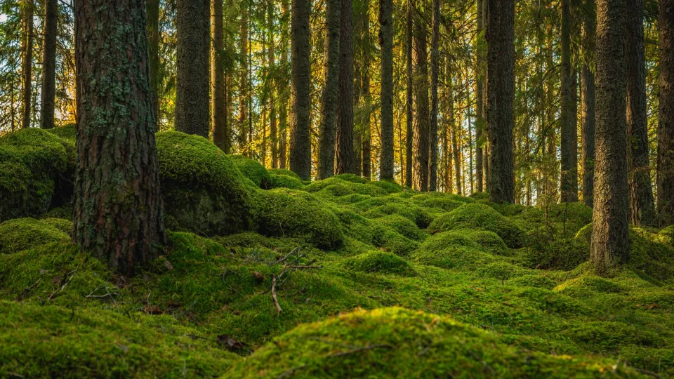 Forest with green moss. Photo.