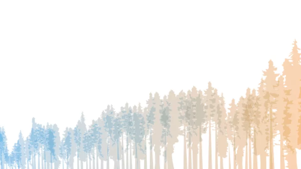 Silhuettes of trees in different colours. Illustration.