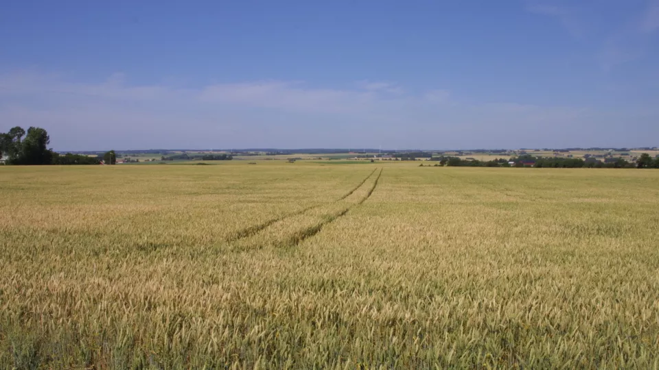 Field with crops, monoculture. Photo. 