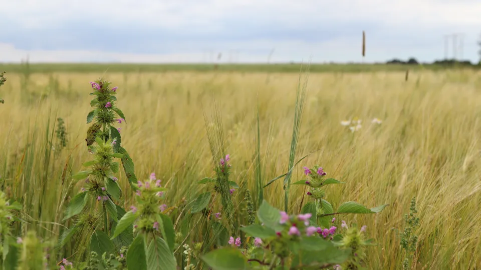 A field with some flowers in front of the crops. Photo.