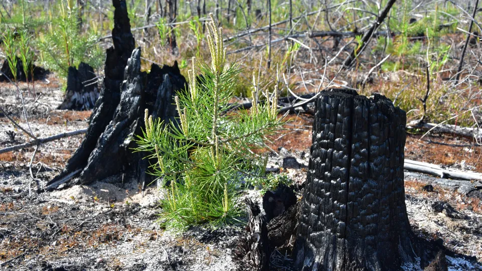 Vegetation after a forest fire. Photo