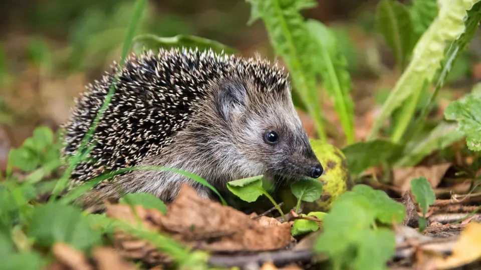 Hedgehog walking on the ground.