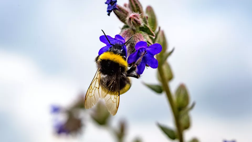 Bumblebee sitting on a blue flower. Photo.