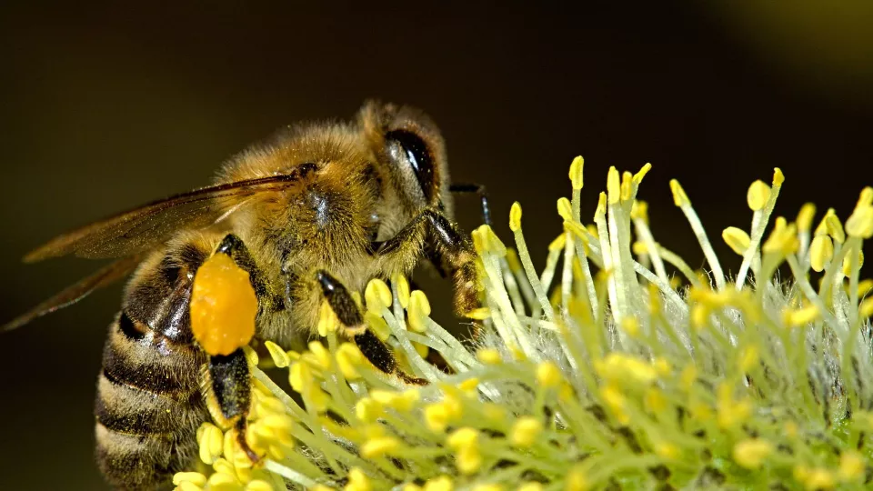 Close-up of a bee sitting on a flower. Photo.