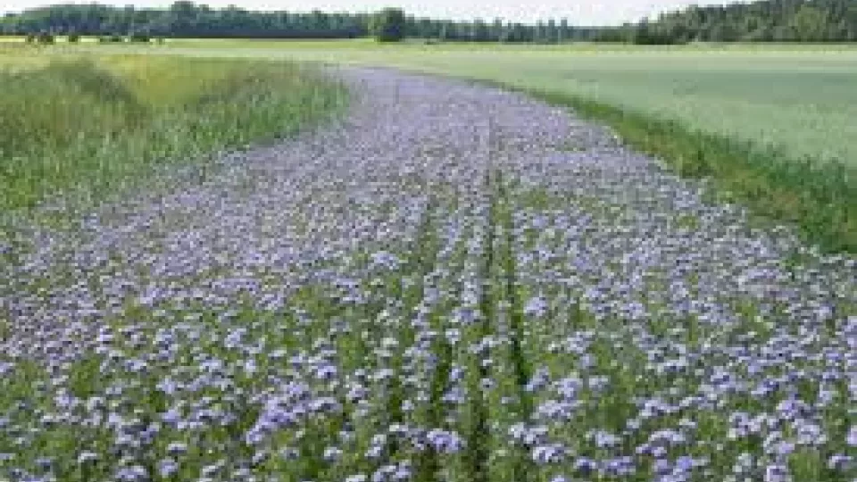 Strip of flowers in a field. Photo.