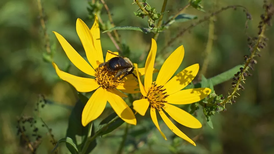 Bumblebee sitting on a yellow flower. Photo.
