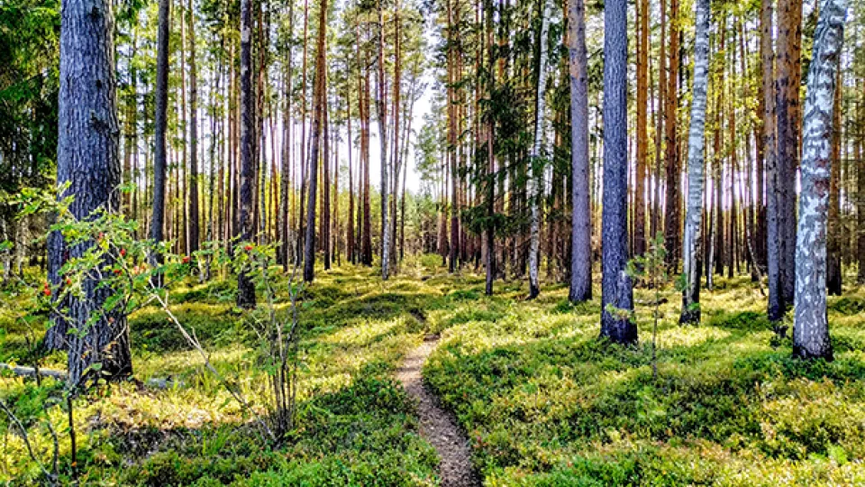 Small path in diverse forest. Photo.