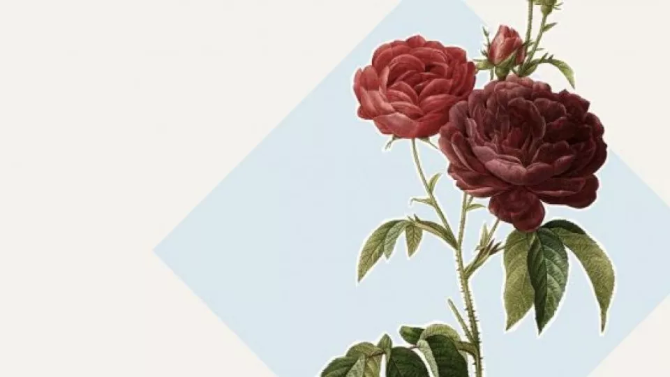 A rose. Illustration.