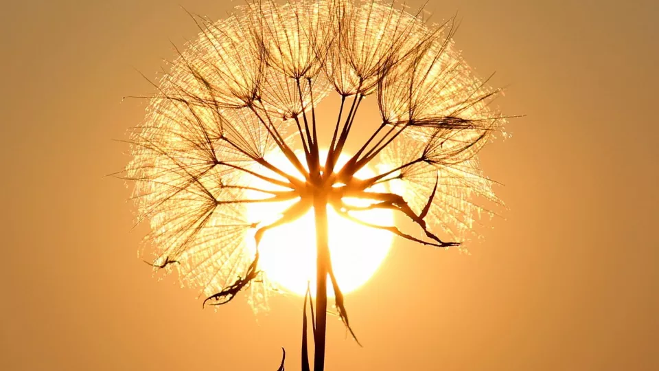Dandelion in sunset. Photo.