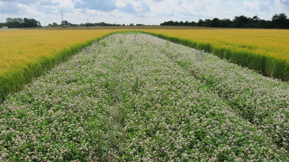 A strip of clover flowers in a field. Photo.