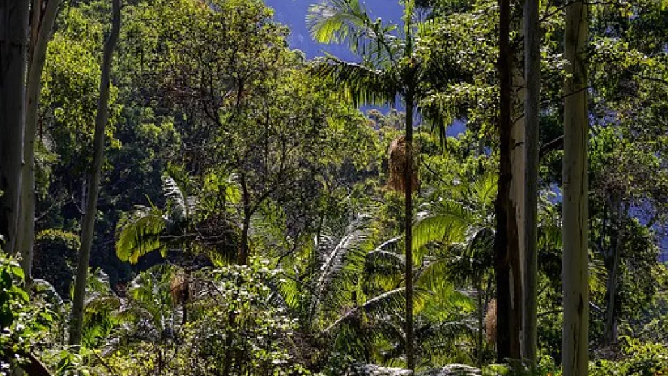 Rain forest in the Amazonas. Photo.