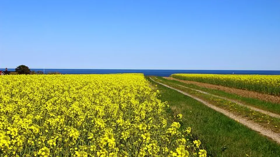 Yellow rapeseed field and blue sky. Photo.