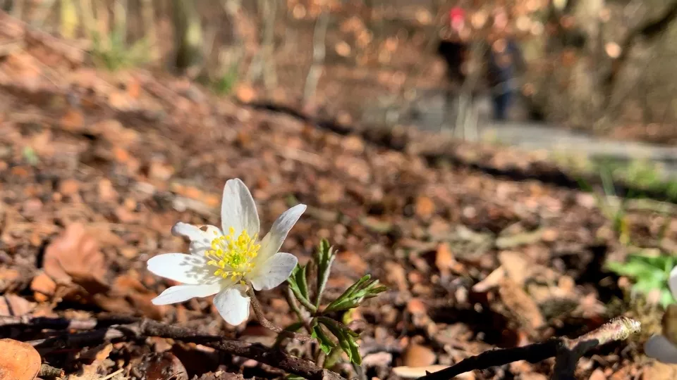 Wood anemone growing in nature. Photo.