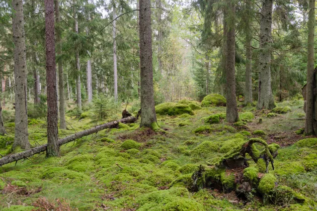 Swedish pine forest. Photo.