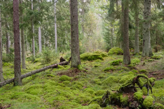 Forest with old sprouce and green moss. Photo.
