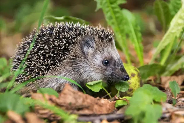 Hedgehog walking on the ground.
