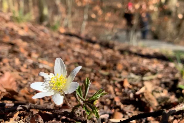 Wood anemone growing in nature. Photo.