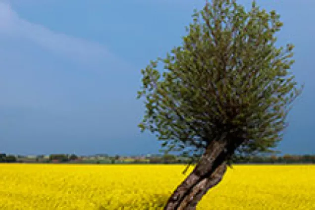 A tree in front of a yellow field. Photo.
