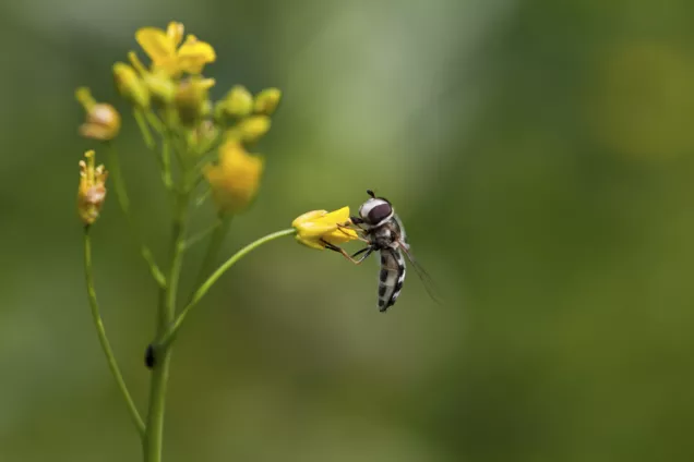 Flower fly on a plant. Photo.