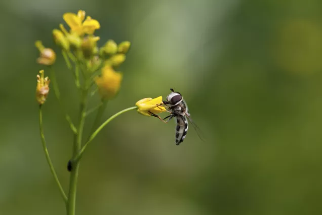 Pollinator on a yellow flower. Photograph.