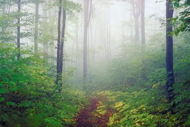 Forest covered in fog. Photograph.