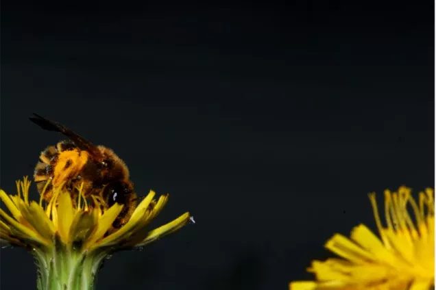 A pollinator in  a yellow flower. Photo.