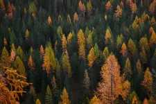 Larch forest in autumn colours. Photo.