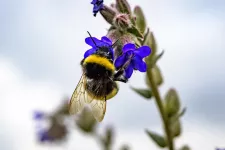 Buff-tailed bumblebee. Photo: Kennet Ruona.