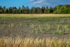 A field at Gotland affected by drought the hot summer of 2018. Photo. 