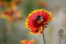 Bumblebee on a red and yellow flower. Photo.