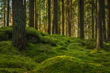 Forest with green moss. Photo.
