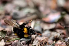 A dead bumblebee laying on the ground. Photo.
