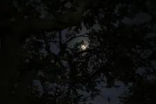 Trädkrona fotograferad i mörker en månklar natt.