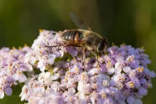 Hoverfly on flower. Photo.