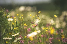 Summer flowers on a meadow. Photo.